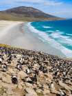 Colony of Rockhopper penguin during spring on Saunders Island, Falkland Islands. Art Print